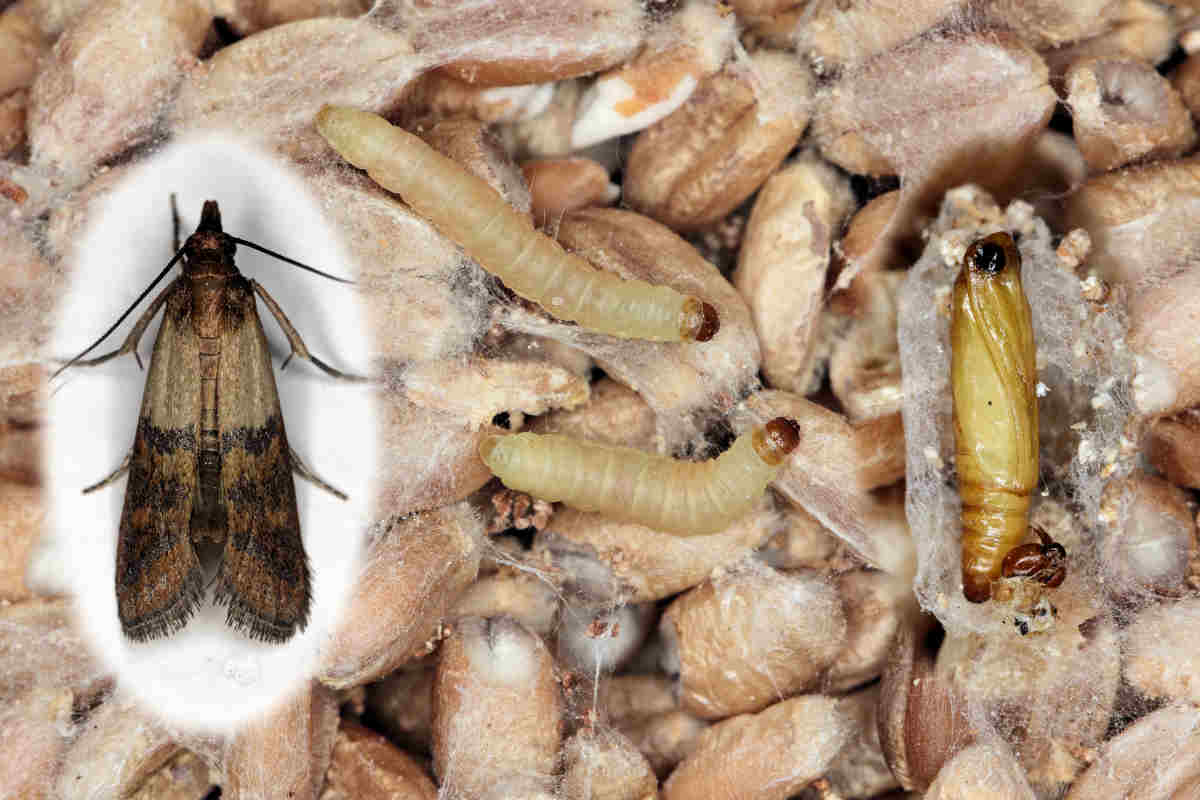 Larvy kukly a dospělý hmyz - potravinový mol (Plodia interpunctella) Potravinový mol