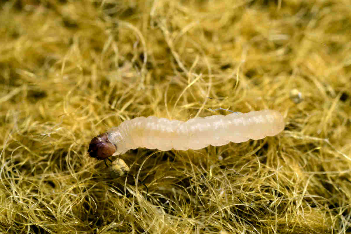 Mol šatní (Tineola bisselliella) Mol šatní (Tineola bisselliella)