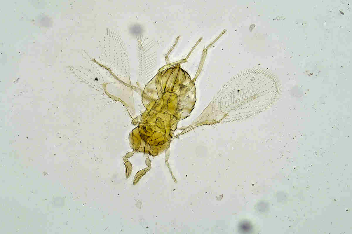 Parazitická vosička Trichogramma sp. pod mikroskopem Parazitická vosička