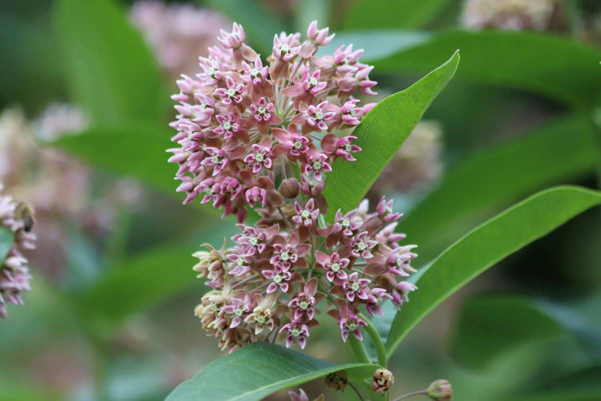 Klejicha hedvábná je půvabná odolná trvalka Klejicha hedvábná je půvabná odolná trvalka