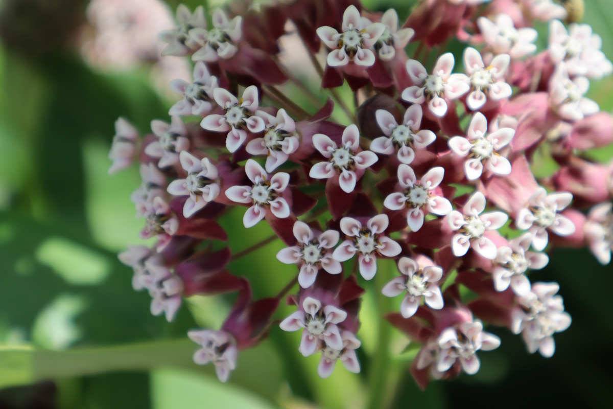Vanilkově voňavé květy jsou plné nektaru a svým aroma lákají motýli Vanilkově voňavé květy jsou plné nektaru a svým aroma lákají motýli
