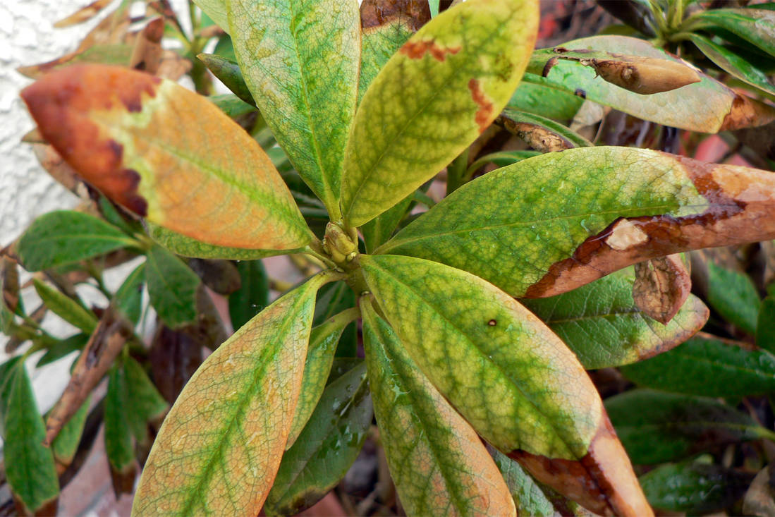 Nadbytek vápníku oslabí rododendron Listy rododendronu prozrazují nadbytek vápníku