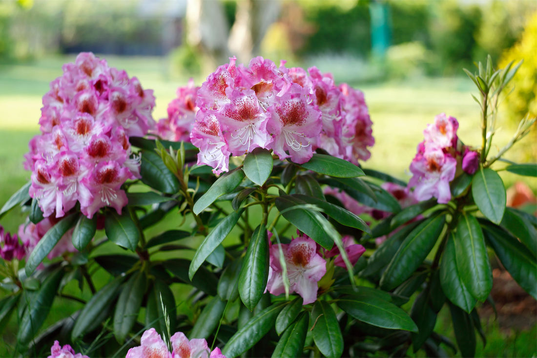 Spokojený rododendron Spokojený rododendron
