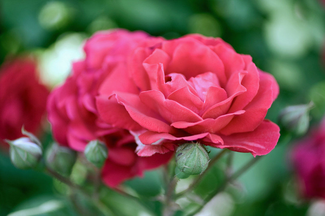 Kam vysadit rododendron a kde naopak pěkně pokvete růže