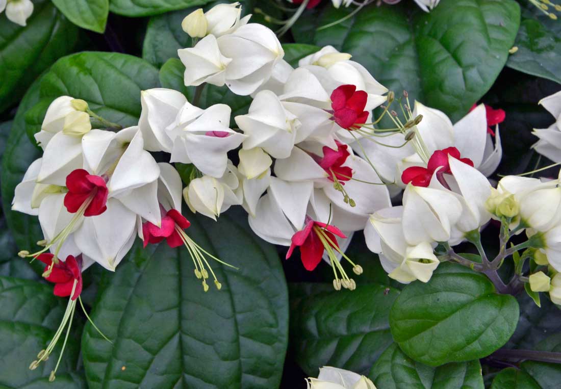 Krvácející srdce nebo panenská krása, tak lidé žasli nad květy afrického keře Clerodendrum thomsoniae Blahokeř