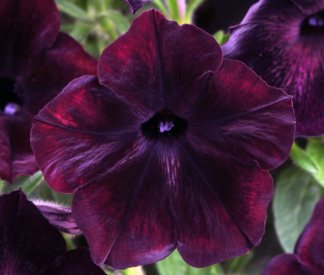 Černý květ petúnie Debonair Black Cherry Černý květ petúnie Debonair Black Cherry