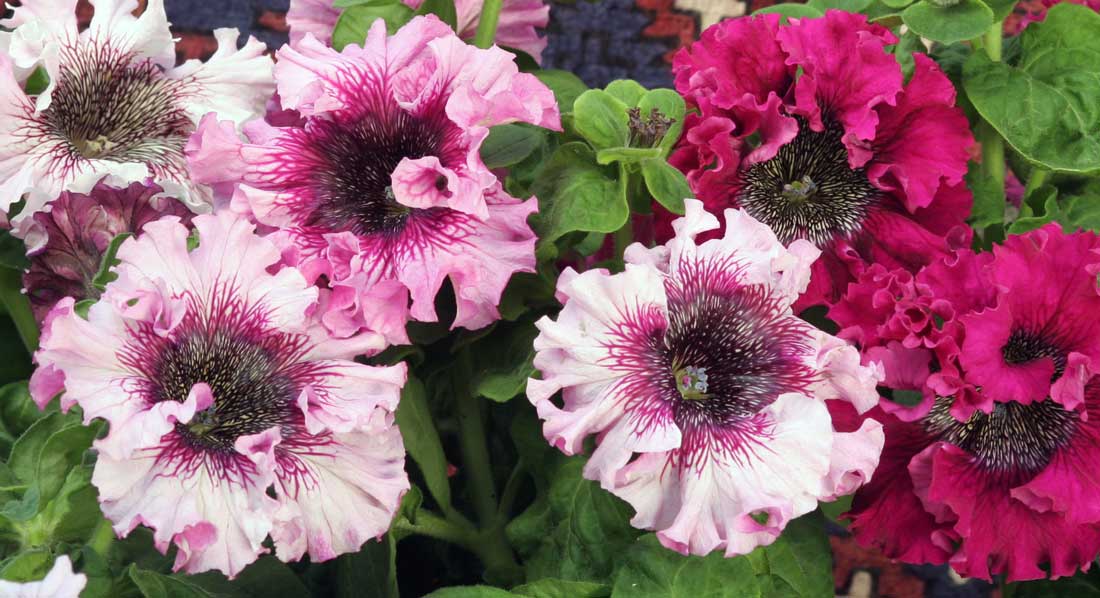 Petunia Superbissima Petunia Superbissima