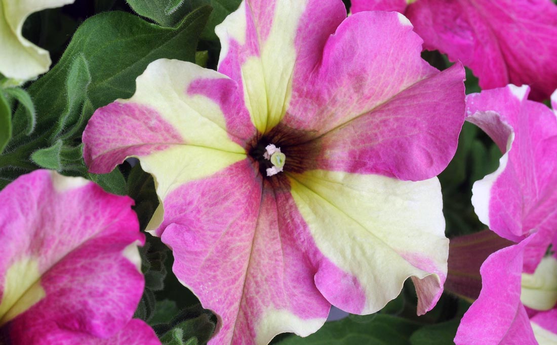 Petúnie velkokvětá Sophistica Lime Bicolor Petúnie velkokvětá Sophistica Lime Bicolor