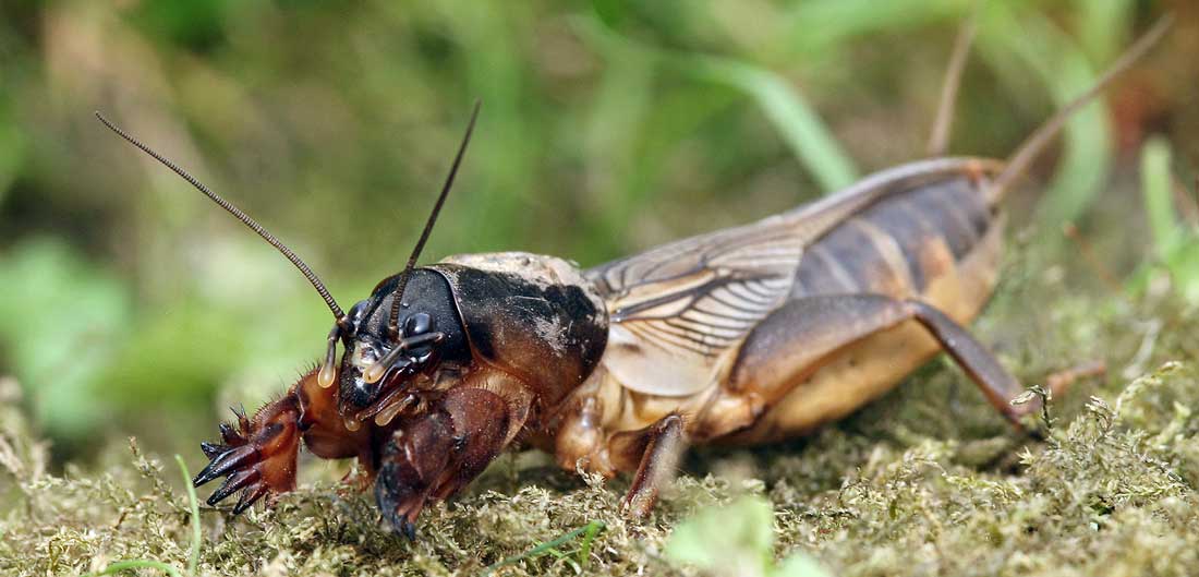 Krtonožka obecná Krtonožka obecná