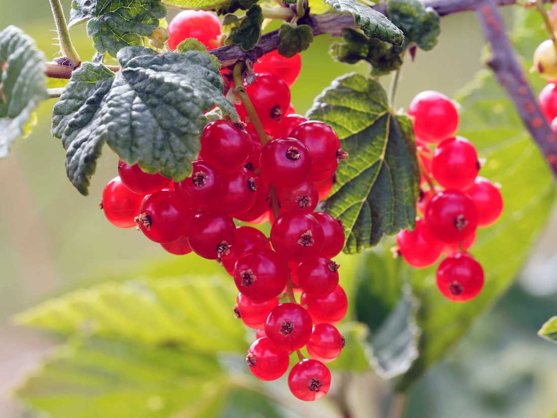 Dobré rybízy pro příští úrodu; foto Pixabay