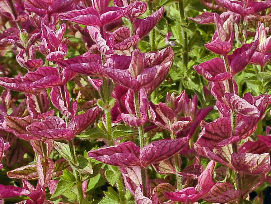 Šalvěj zahradní, foto Miloš Kožešník Šalvěj zahradní !Salvia Viridis)