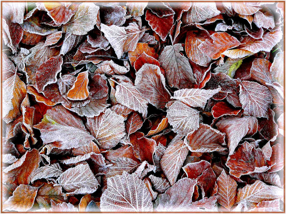 Odolný zimní mulč, foto Pixabay Krása bukového listí