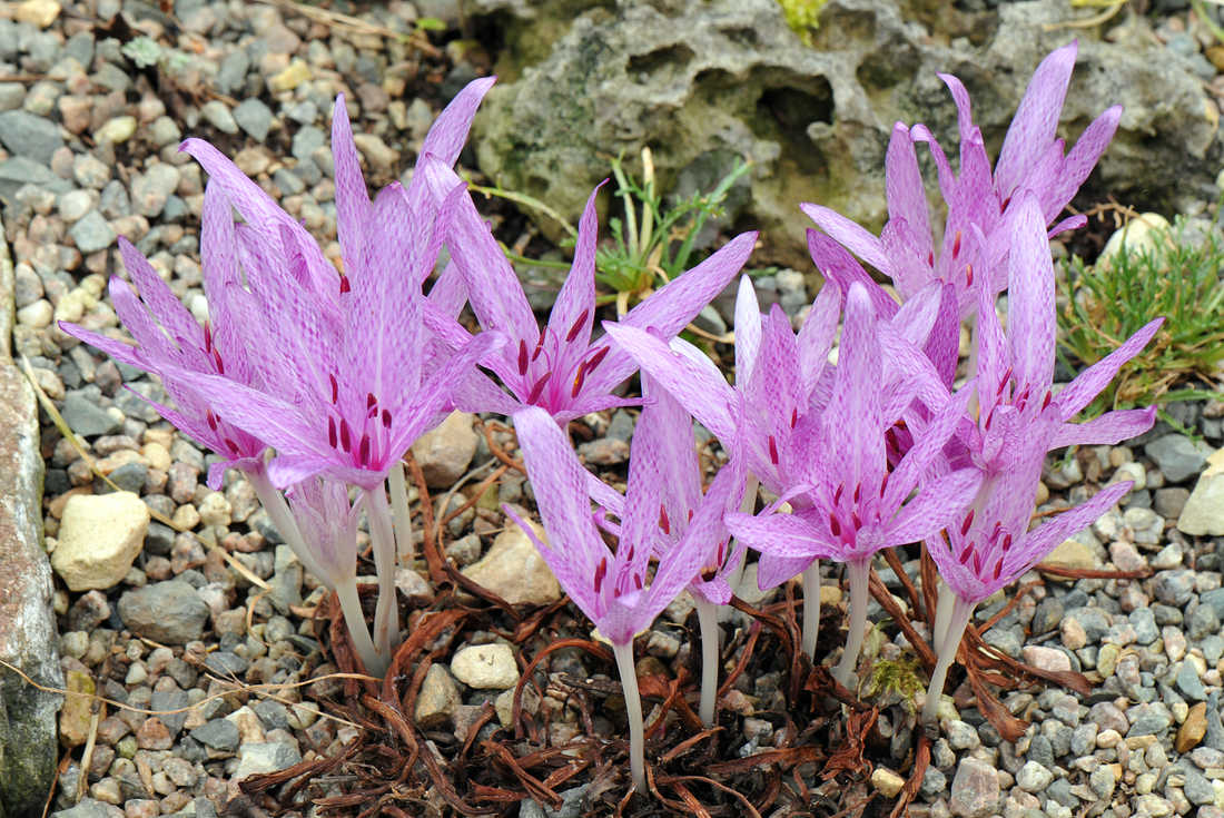 Ocún Colchicum agrippinum