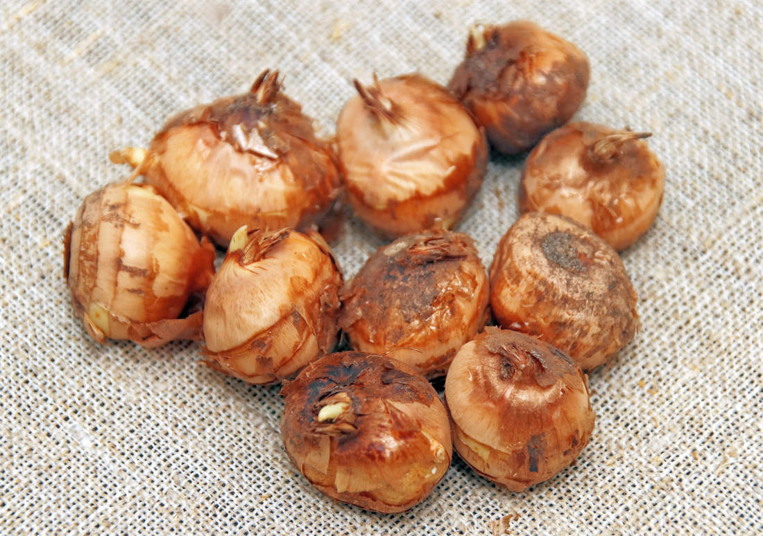 Cibulky podzimního šafránu; foto Shutterstock