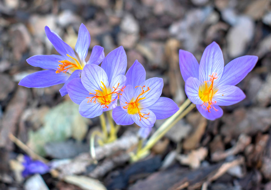 Šafrán Crocus speciosus; foto Shutterstock Podzimní šafrán
