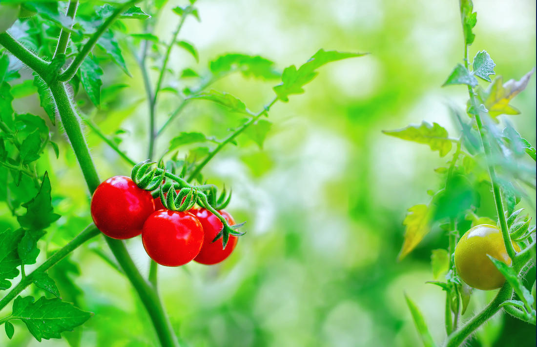 Rajčata v srpnu; foto Shutterstock Cherry rajčata