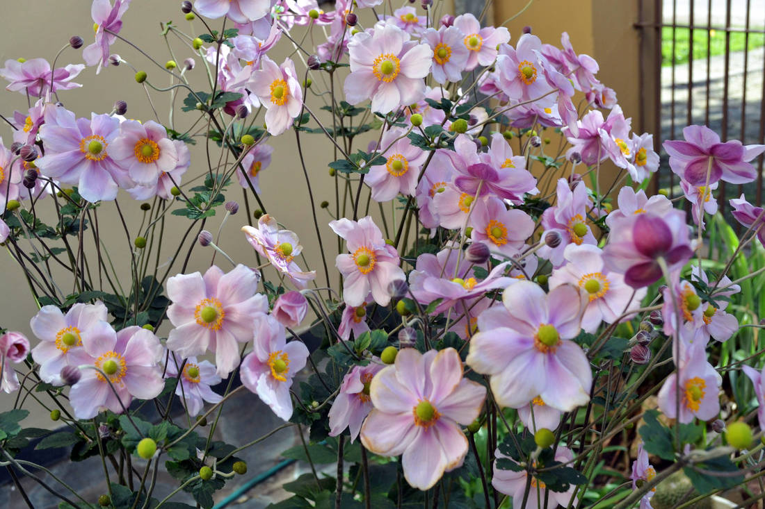 Sasanka japonská Anemone japonica