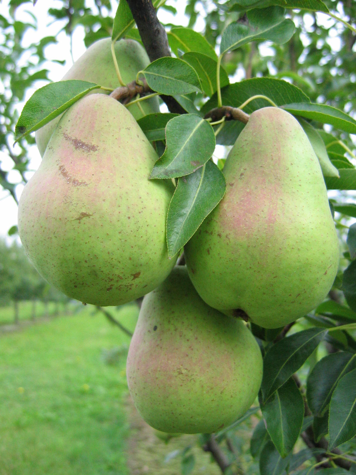 odrůda Harbo