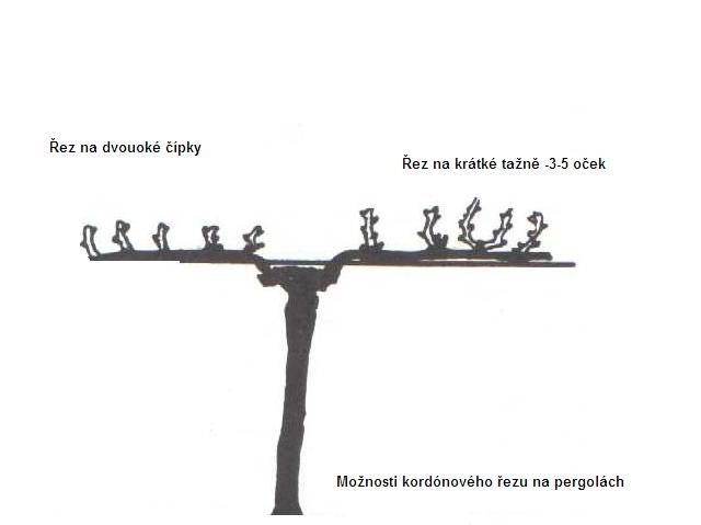 Kordónový způsob tvrování révy