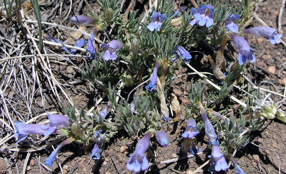 Dračík Penstemon caespitosus