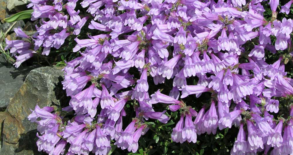 Dračík Penstemon davidii