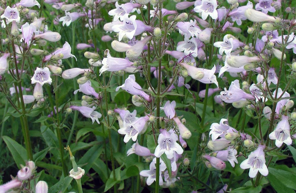 Dračík Penstemon digitalis