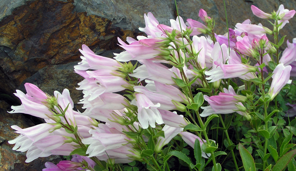 Dračík Penstemon fruticosus