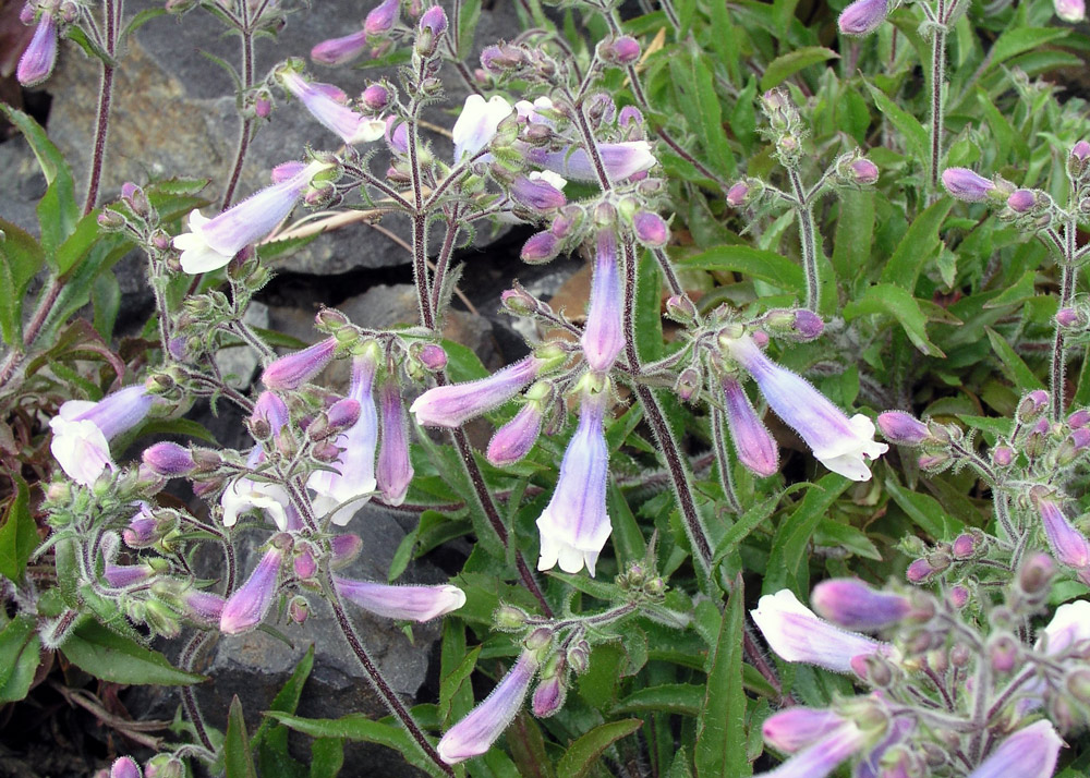 Dračík Penstemon hirsutus odrůdy Pygmaeus