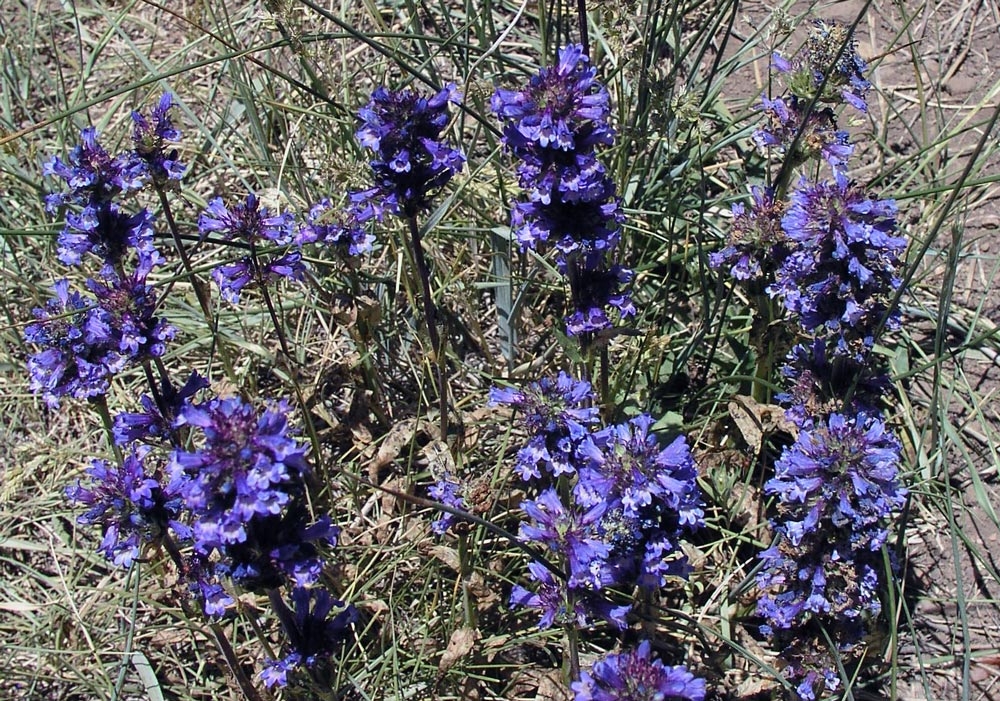 Dračík Penstemon procerus