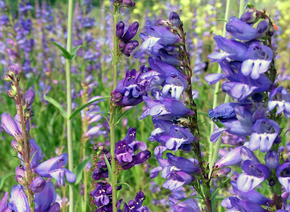 Dračík Penstemon strictus