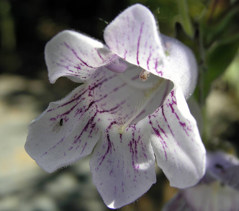 Penstemon cobaea