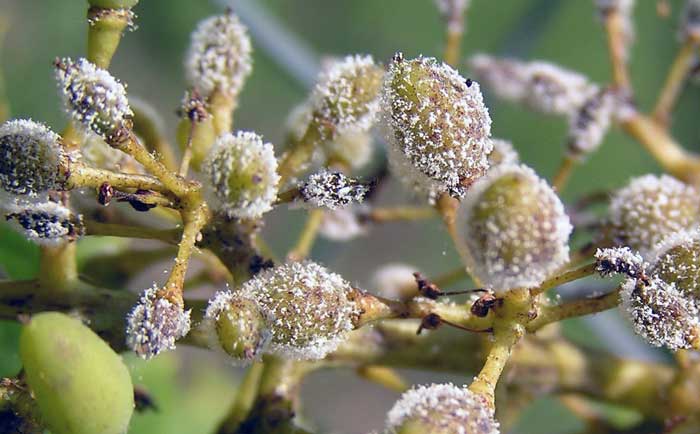 Plíseň révová, obávaná peronospora
