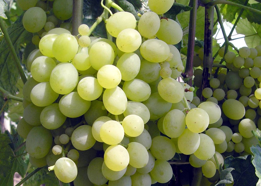Nadváha vítána: Zvažte bobule révy, zda je odrůda stolní