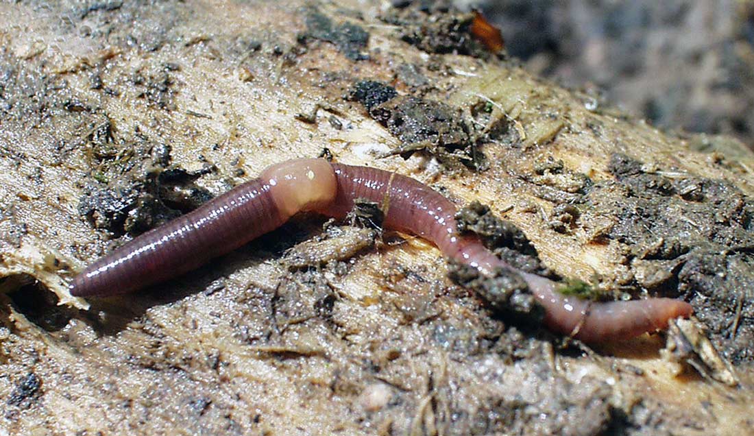Typické kupky exkrementů Allolobophora hrabei, nejdelší žížaly žijící v Česku Kupky žížaly Allolobophora hrabei