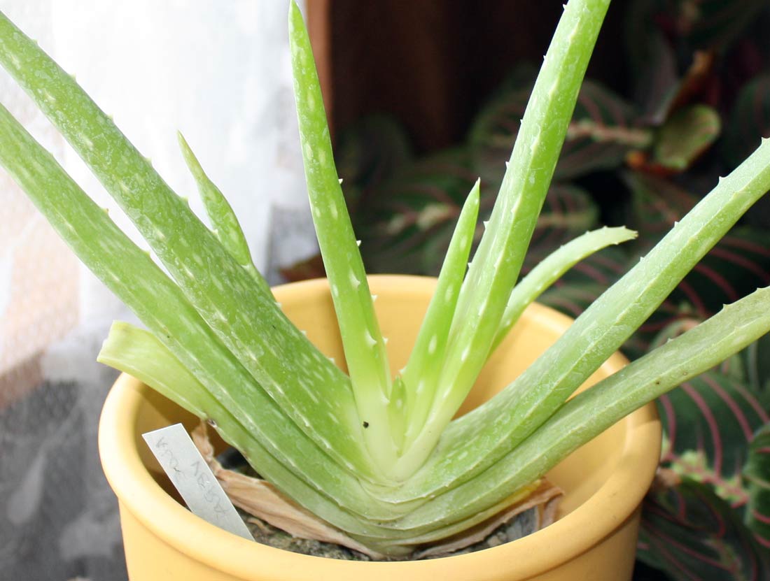 Aloe vera hojí drobná poranění a popáleniny