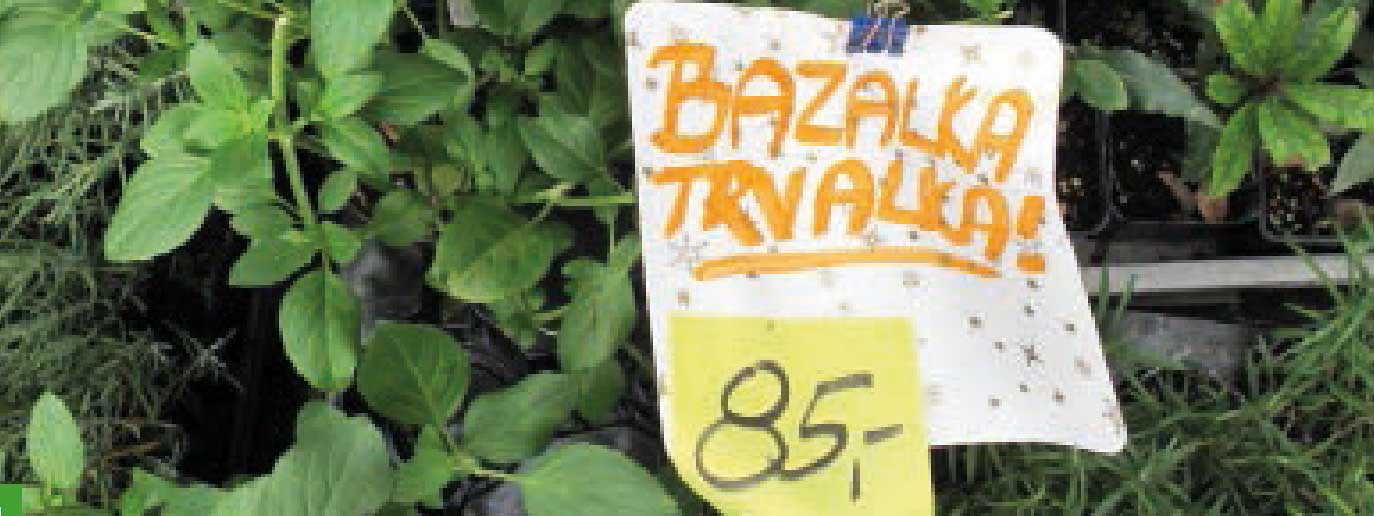 Bazalka, která vydrží Bazalka na trhu