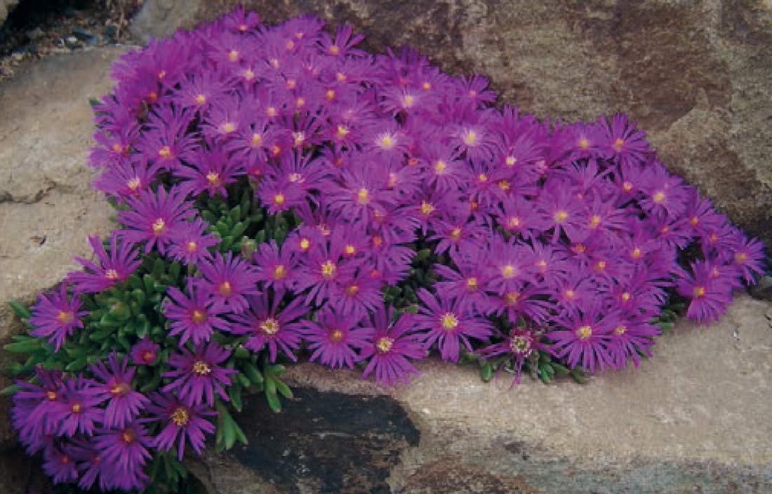 Delosperma laevisae ex Oxbow