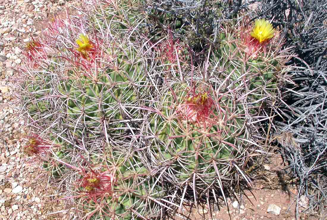 Echinocactus polycephalus Echinocactus polycephalus