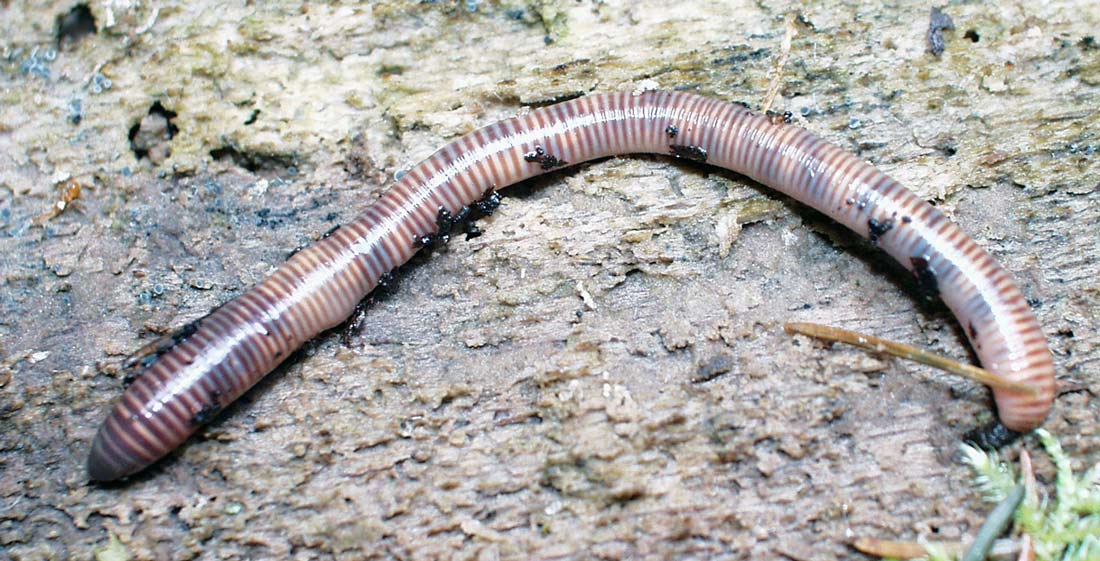 Žížala Eisenia lucens se vyznačuje schopností bioluminiscence, tj. při podráždění vylučuje sliz, který vydává namodralé světlo Světélkující žížala
