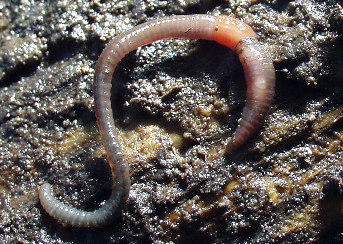 Obojživelná žížala Eiseniella tetraedra může žít jak v půdě, tak i na dně tekoucích i stojatých vod Obojživelná žížala Eiseniella tetraedradra může žít jak v půdě, tak i na dně tekoucích i stojatých vod