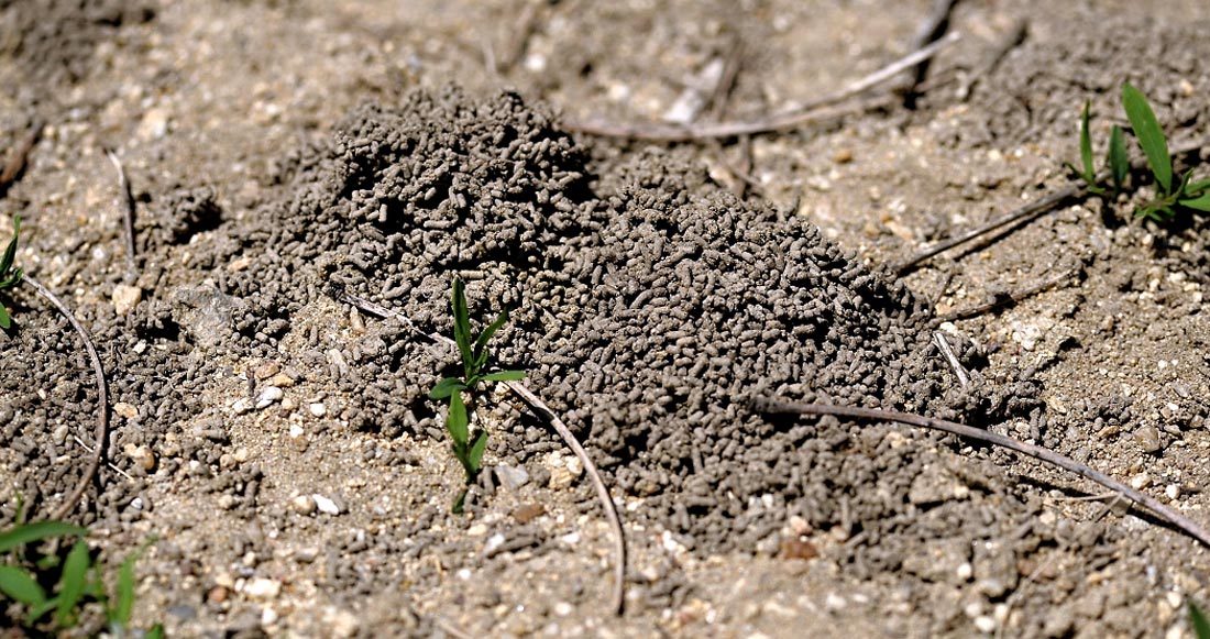 Některé žížaly (např. Fitzingeria platyura) mohou z exkrementů budovat i několik centimetrů vysoké hromádky Exkrement žížaly, příspěvek pro půdní humus