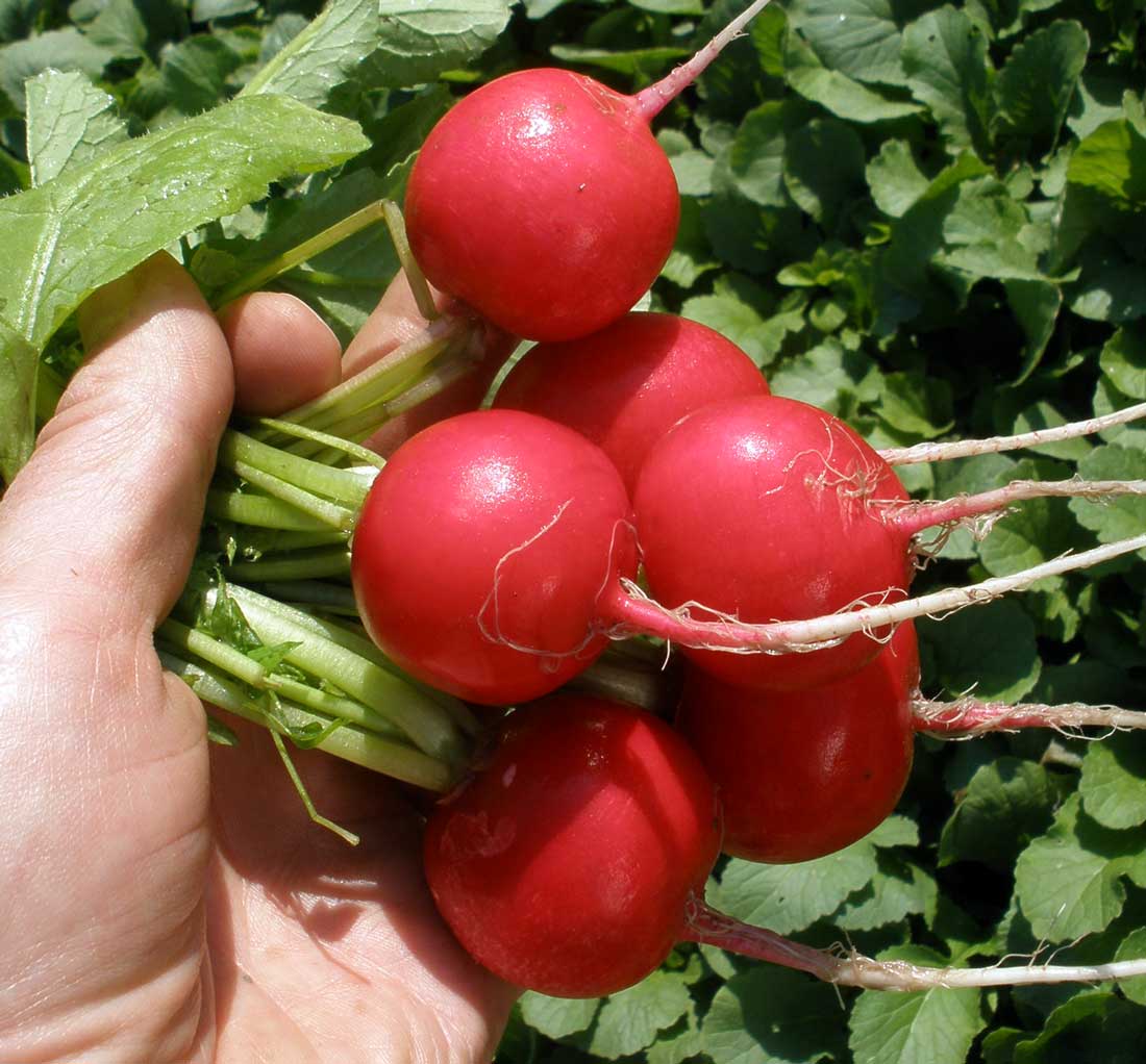 Kvinta