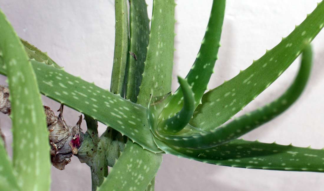 Někdy se místo Aloe vera používá Aloe arborescens, které je rovněž známé léčivými účinky Někdy se místo Aloe vera používá Aloe arborescens, které je rovněž léčivé