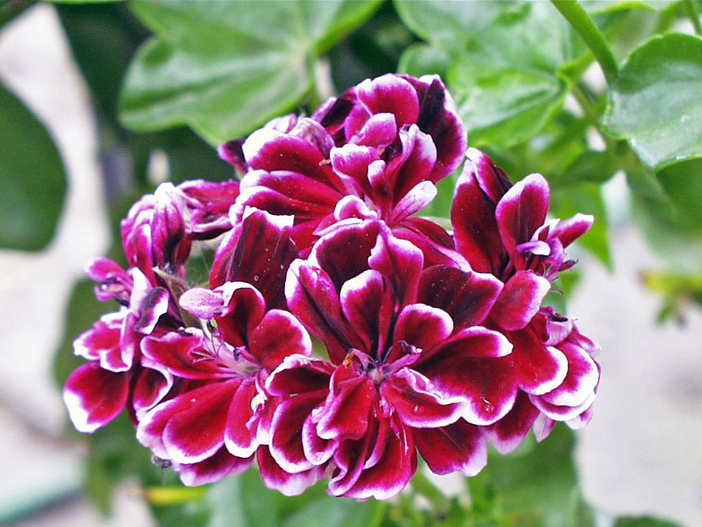 Než vrátíme pelargonie, fuchsie, dosny a jiné trvalky na balkon