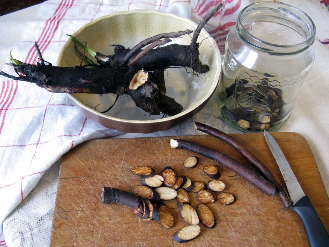 Příprava kořene kostivalu lékařského (Symphytum officinale) k louhování v alkoholu Příprava kostivalové tinktury