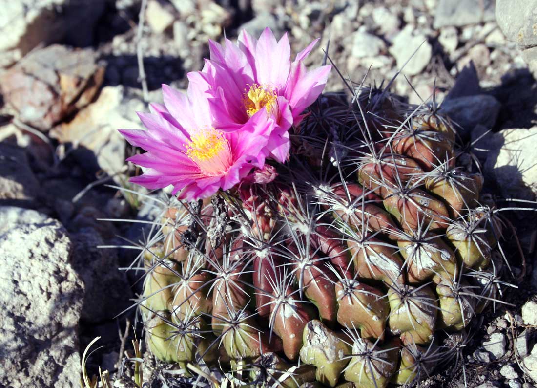 Thelocactus conothelos Thelocactus conothelos