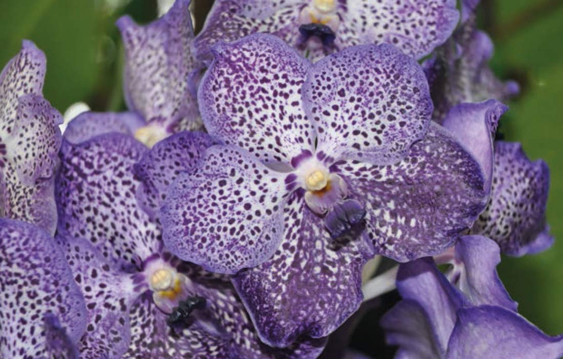 Vanda Exotic Purple