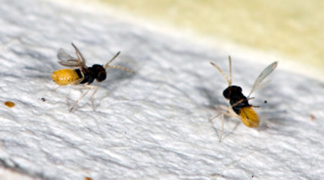 Biologická ochrana zeleniny: mšicomar, vosička, hlístice