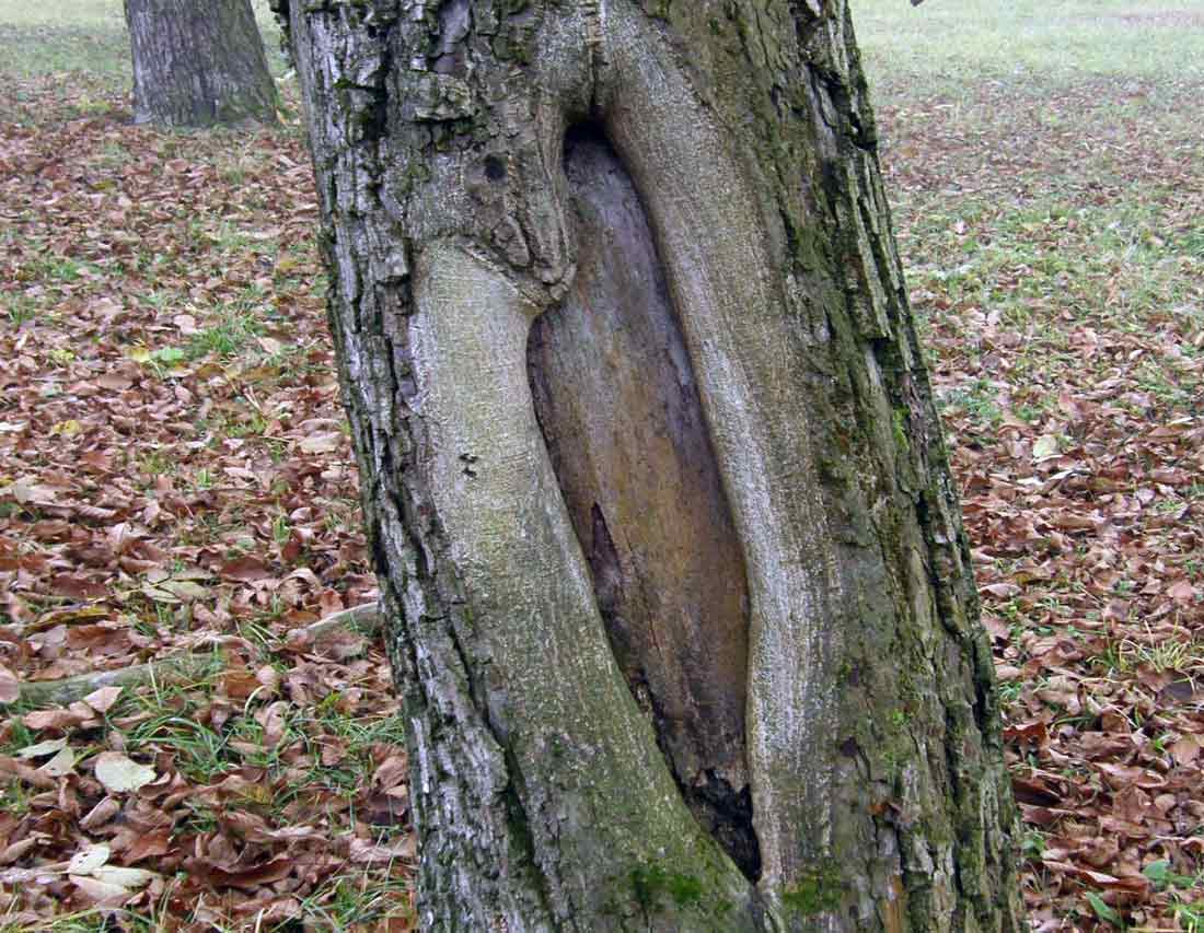 Mrazová deska na kmeni ořešáku Mrazová deska na kmeni ořešáku
