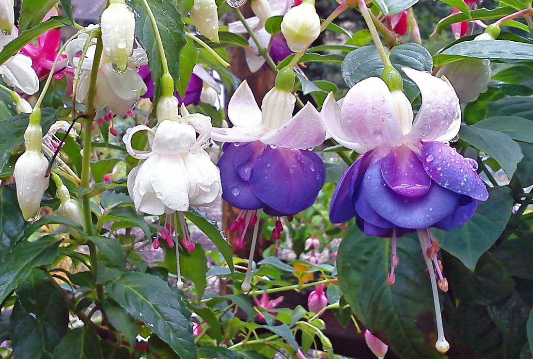 Bílá fuchsie Sofie Michiels, bílo-fialová – Blautopf